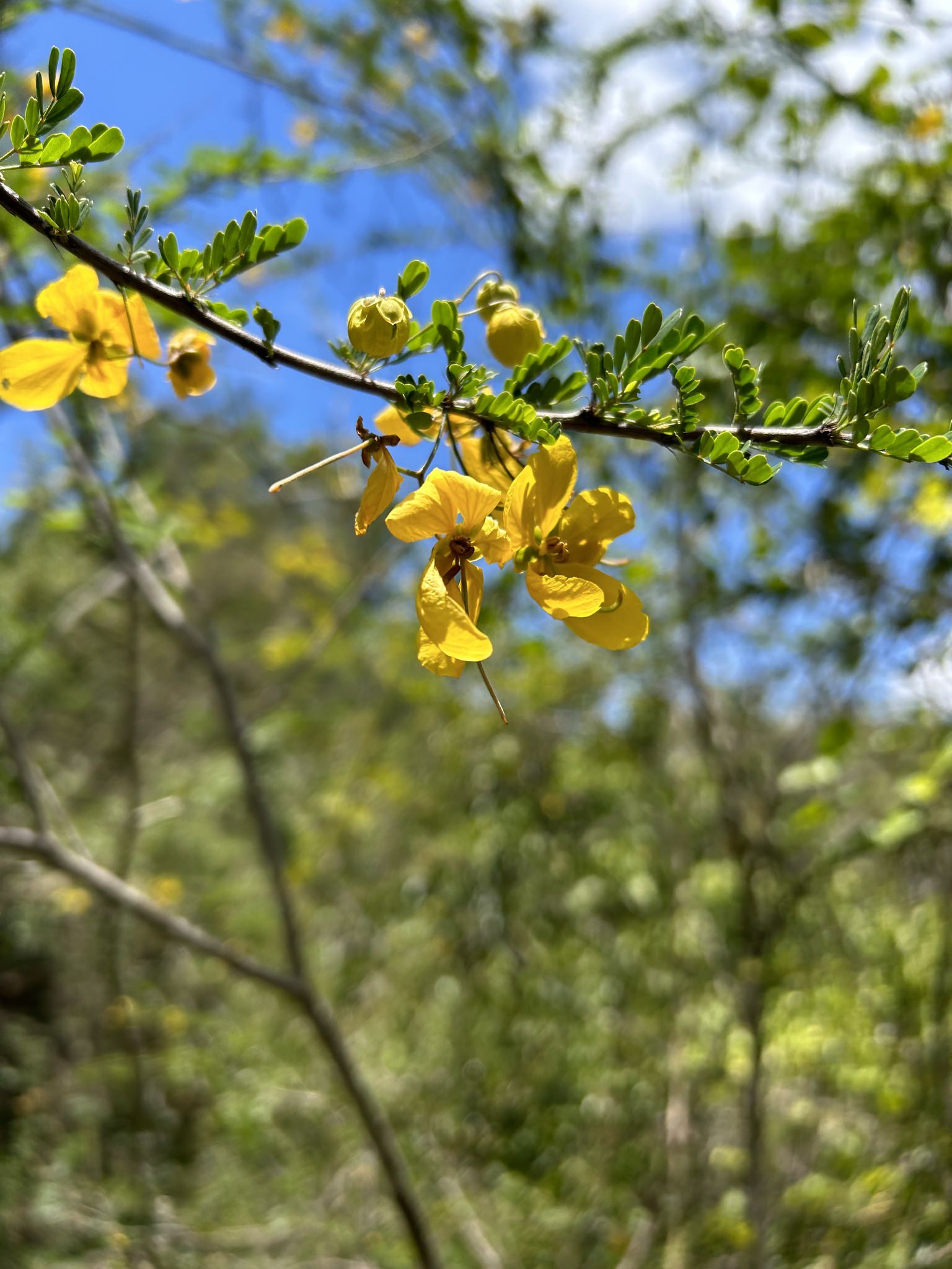 Senna polyphilla